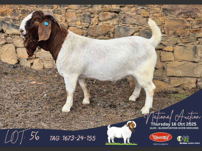 Andries Vollgraaff (Tekoa Boerbokstoet)