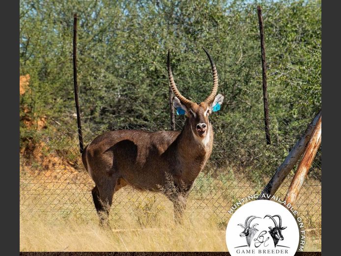 Waterbuck Bull | WATERBERG PLATO GAME BREEDERS
