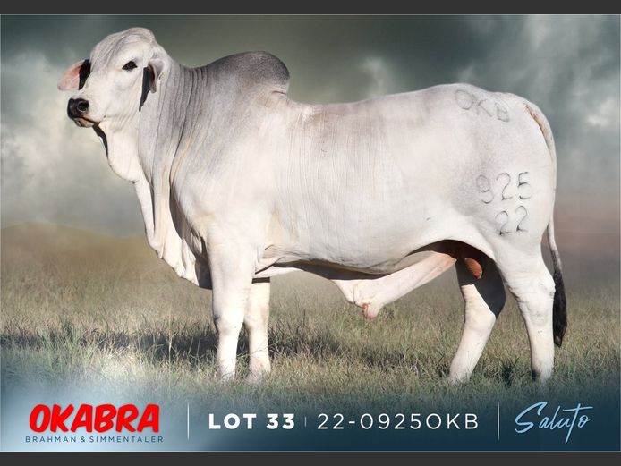 22-0925OKB | OKABRA BRAHMAN