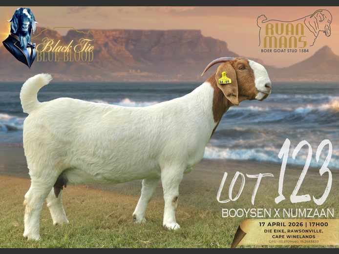 1584 24-23 | Ruan Mans Boerbokstoet