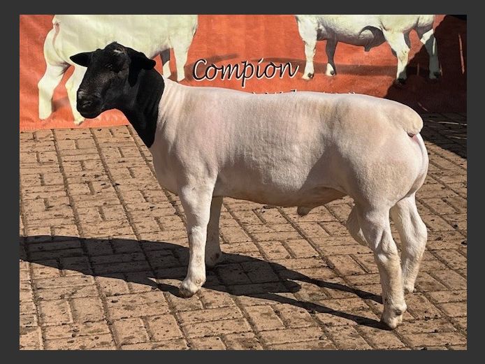 243037 | Martin Compion