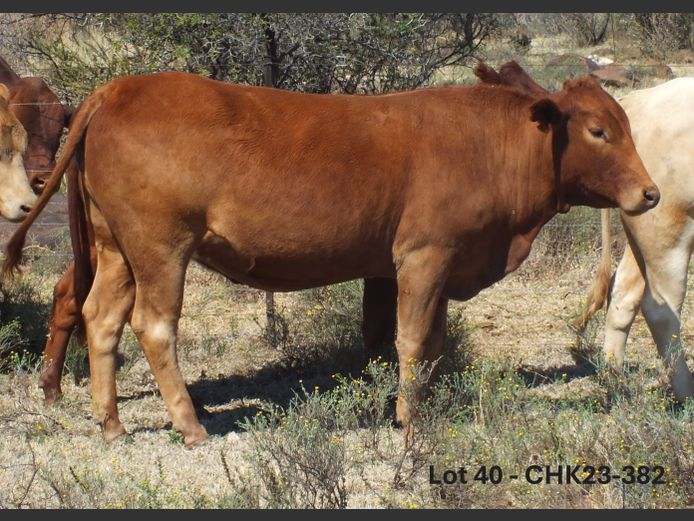 CHK230382 | A.J. KRIEL