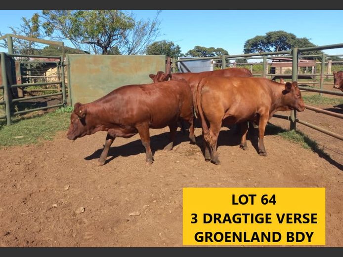 Commercial Animals | Groenland Bdy