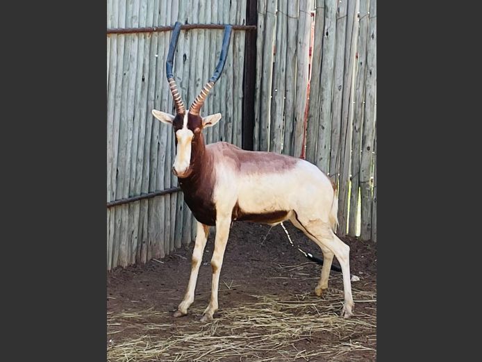 Saddle Back Blesbok Ram