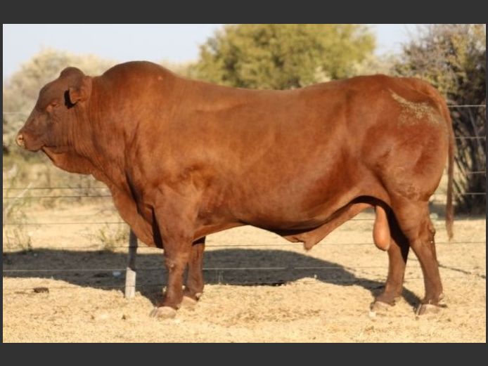 AB200123 | CCR BEEF (PTY) LTD