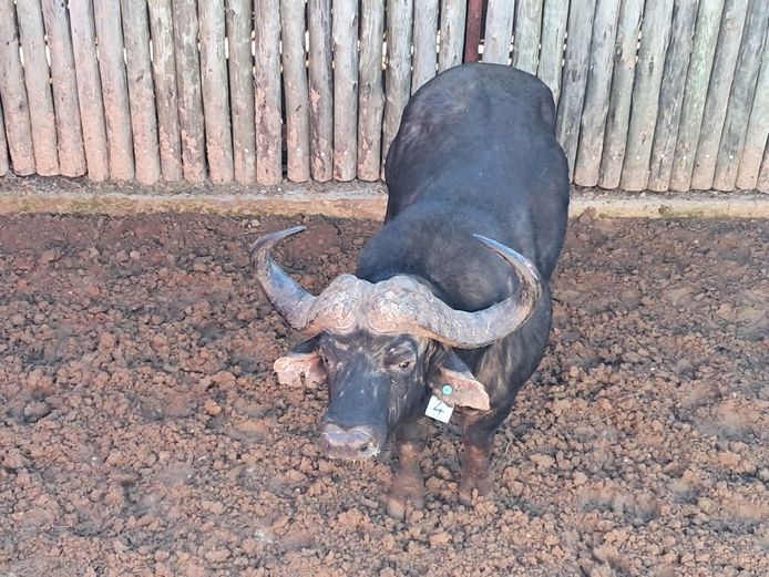 Buffalo Bull | SANParks - Addo Elephant National Park