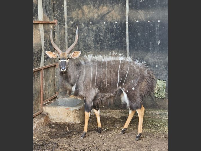 NYALA | BIRKEN VERVOER