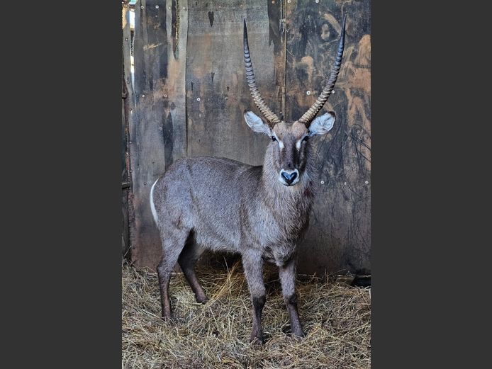 WATERBUCK 30 1/4"| NYANE GAME