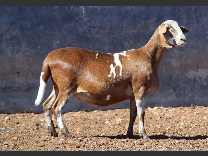 CRL 19.428 | Riaan Liebernberg - Hanri Meatmasters