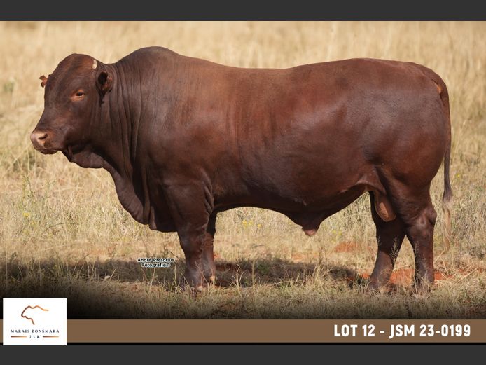 JSM 230199 | MARAIS BONSMARAS