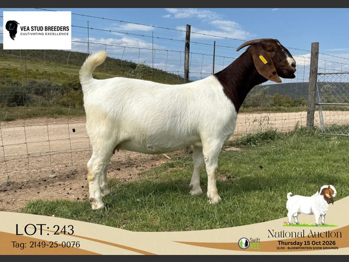 2149-25-0076 | VEA Stud Breeders