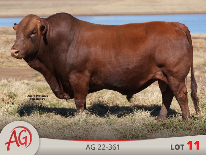 AG220361 HH(c) | ARTHUR DE VILLIERS & SEUN