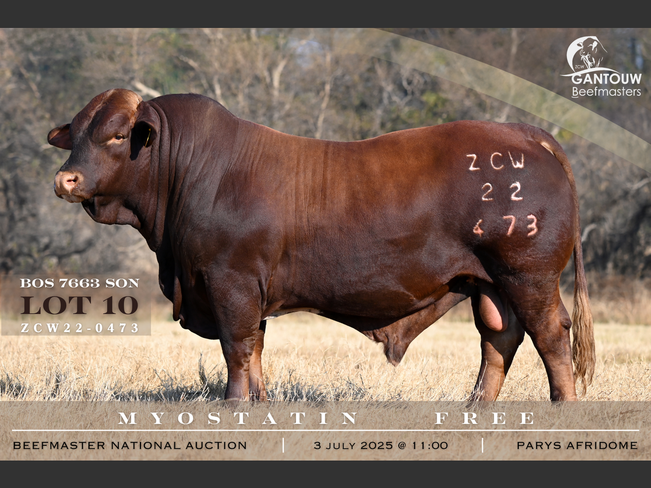Lot 10 | 26STE NASIONALE BEEFMASTER VEILING | SwiftVEE | South Africa’s ...