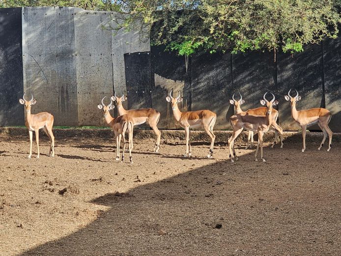 ROOIBOK | DANIE RUST BOERDERY