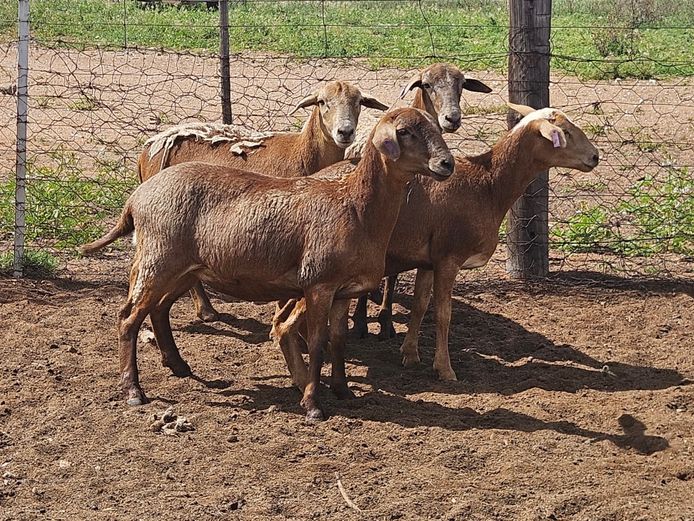 Ooie | GF Van Rooyen