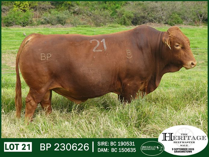 BP 230626 HH | BEGELLY BEEFMASTERS
