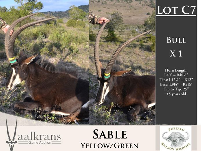 Sable Bulls