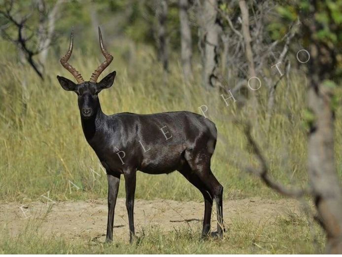 CHARITY LOT | BLACK IMPALA RAM | INYATHI