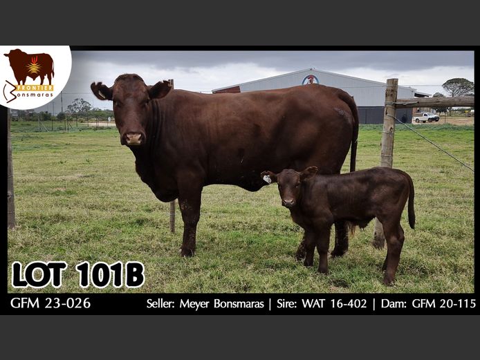 GFM 230026 | MEYER BONSMARAS