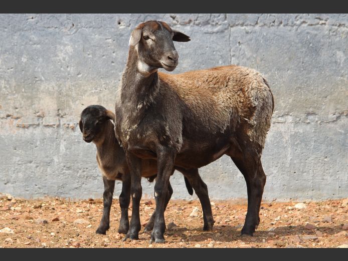 CRL 24.487 | Riaan Liebenberg - Hanri Meatmasters