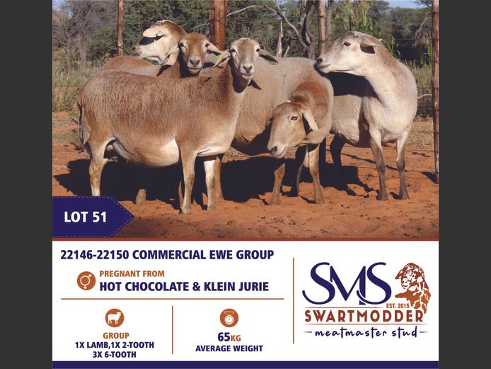 COMMERCIAL EWE GROUP | SWARTMODDER MEATMASTER STUD