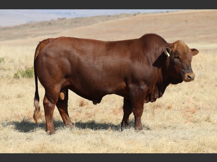 HBH240015 | CLARK CATTLE COMPANY PTY LTD