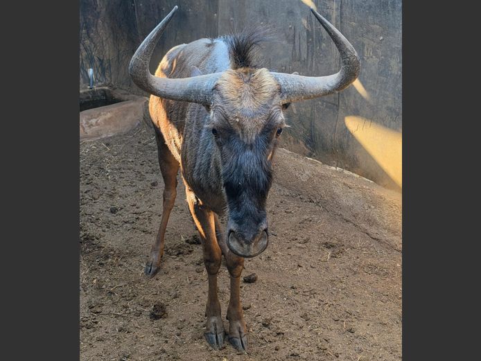 BLOUWILDEBEES | IMPISI SAFARIS