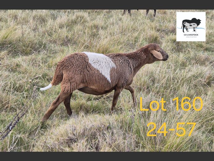 24-57 | CX LIVESTOCK