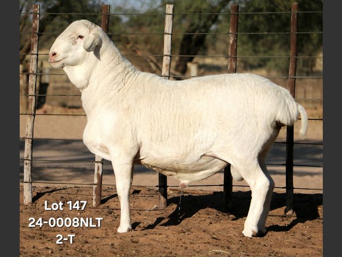 24-0008NLT | A KRENZ