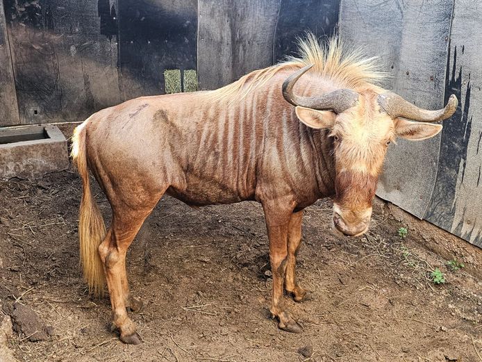 GOLDEN GNU | BIG HORN