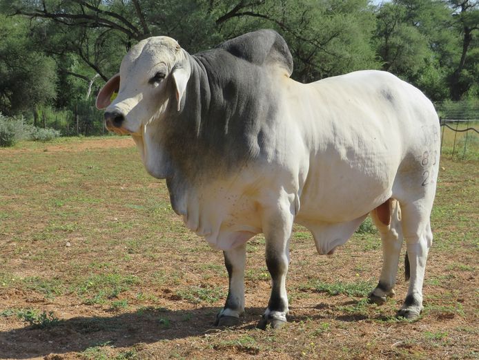 22-0828JLB | JLB BRAHMAN