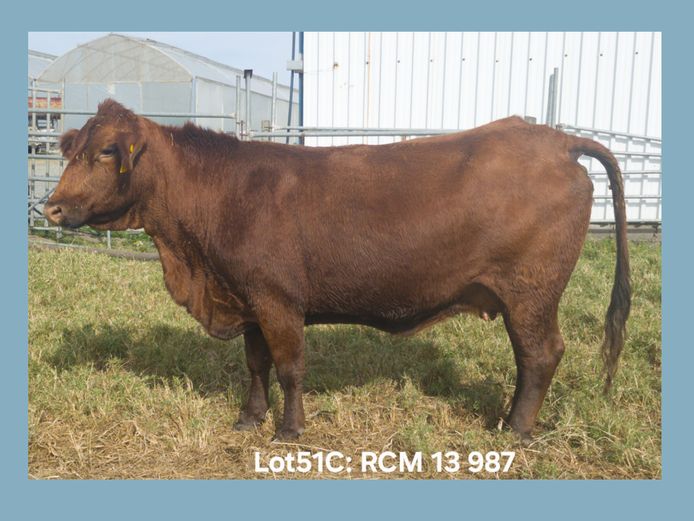 RCM 13 987