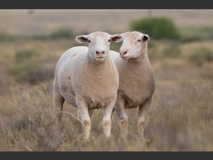 DZ 250065 | 2 STEYNS BOERDERY