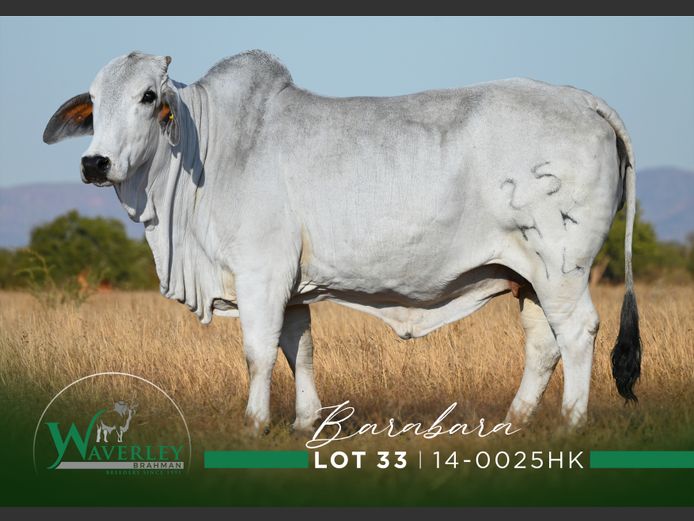 14-0025HK | WAVERLEY BRAHMAN