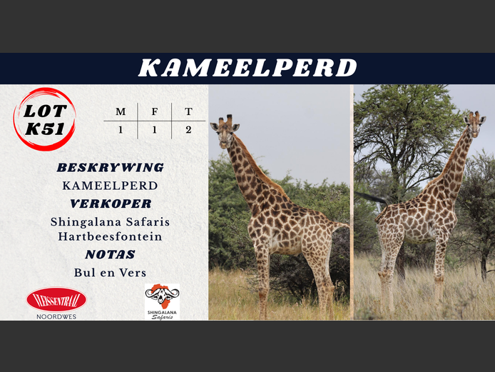 KAMEELPERD