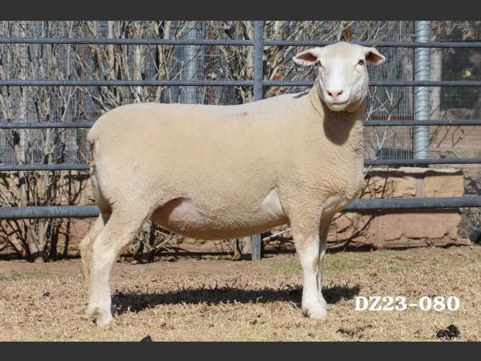 DZ 230080 | 2 STEYNS BOERDERY