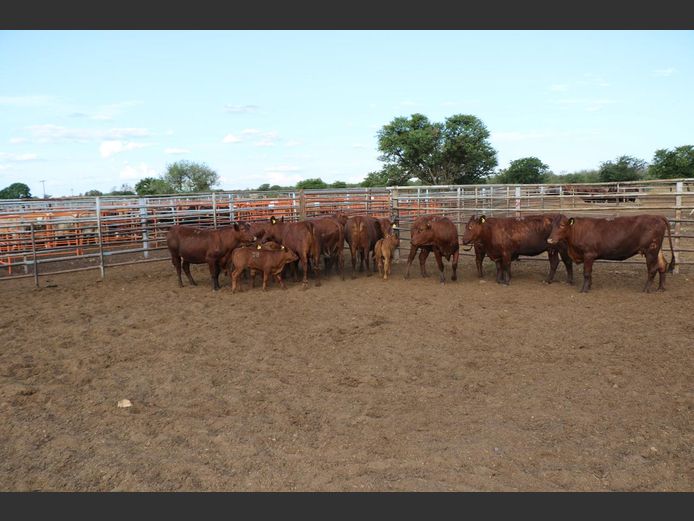 Commercial Animals | H du Preez