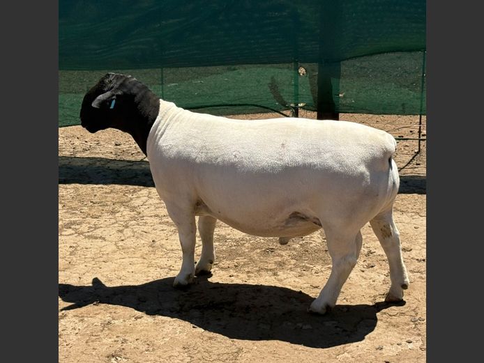 248225 | Ivor & Leroy Phillips