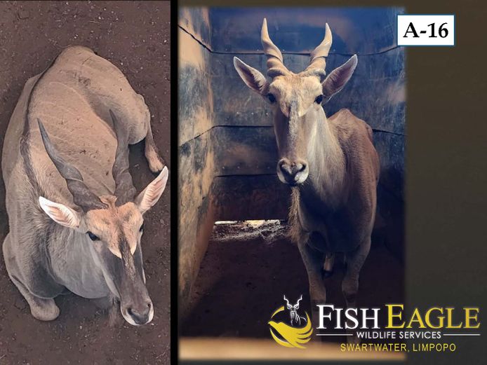 ELAND