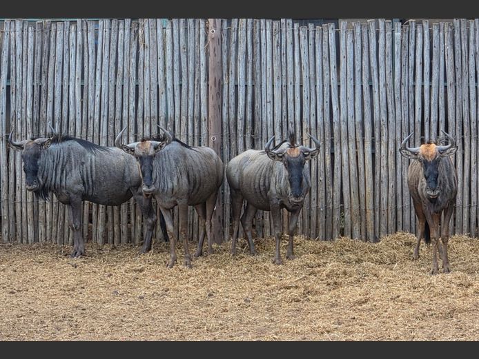 BLOUWILDEBEES | IMPISI SAFARIS