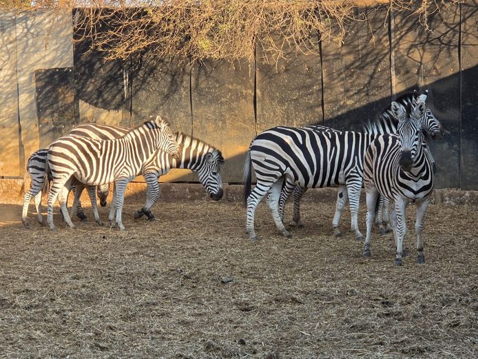 ZEBRA | DITJABE WILDLIFE