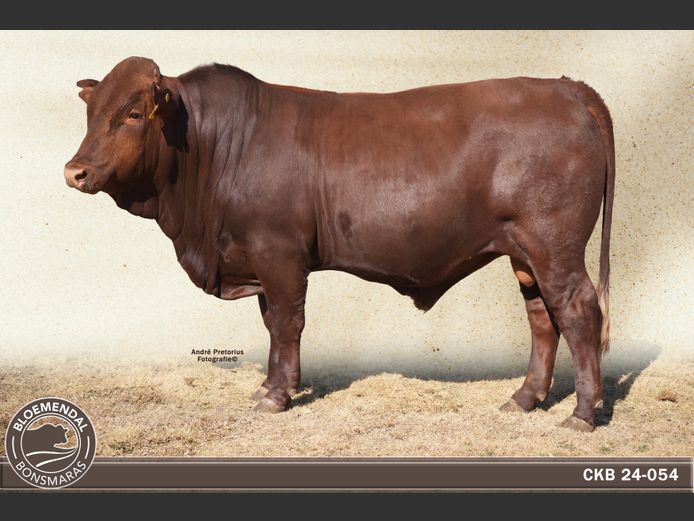 CKB 240054 | CHRIS KRUGELL BLOEMENDAL