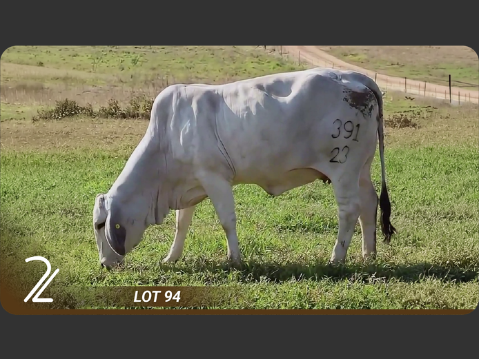 Commercial Animals | 2L BRAHMANE
