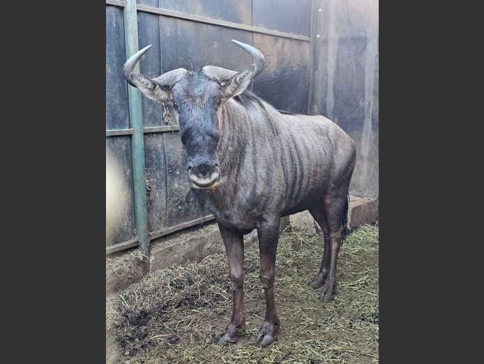 BLUE WILDEBEEST | AYLESHAM TRUST