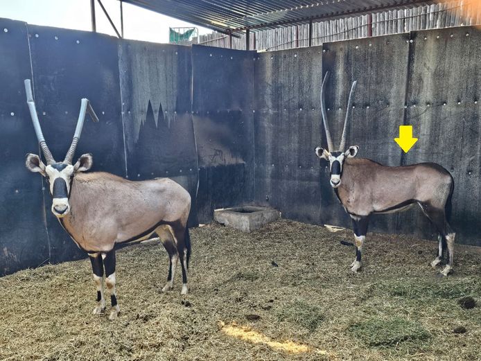 GEMSBUCK | J. LOUW