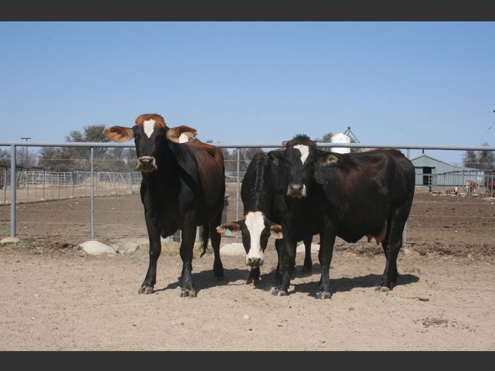 Commercial Animals