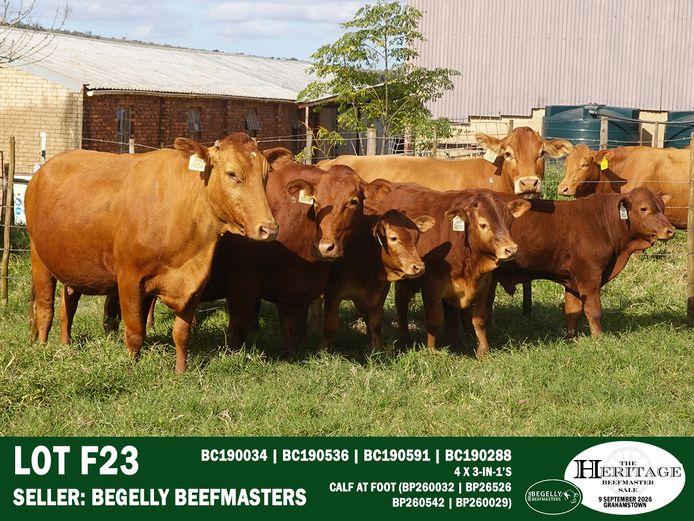 Female Animals | Begelly Beefmasters