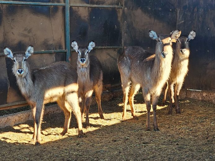 WATERBUCK | BIRKEN VERVOER