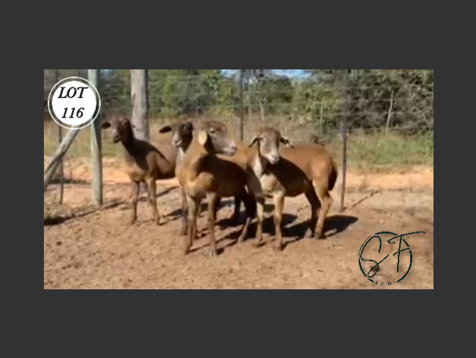 Ewes | SF Agri Meatmasters