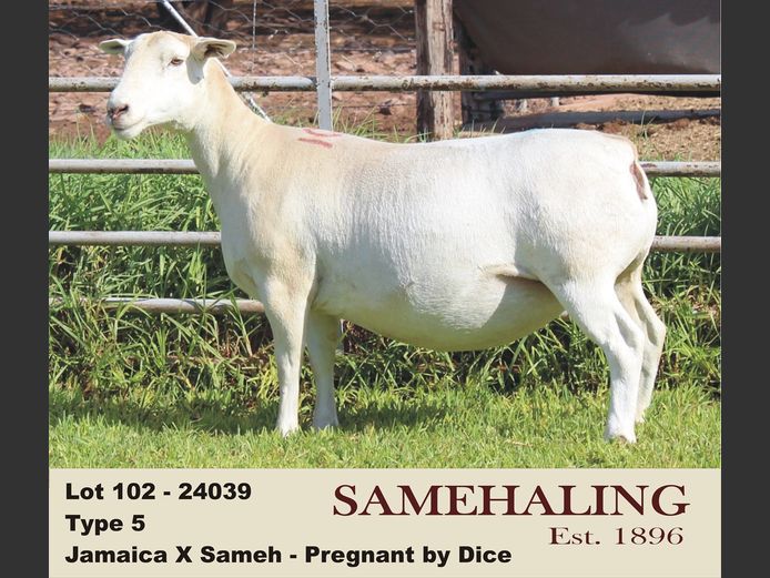 24039-331 | SAMEHALING  WIT DORPERS